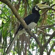 Oriental Pied Hornbill