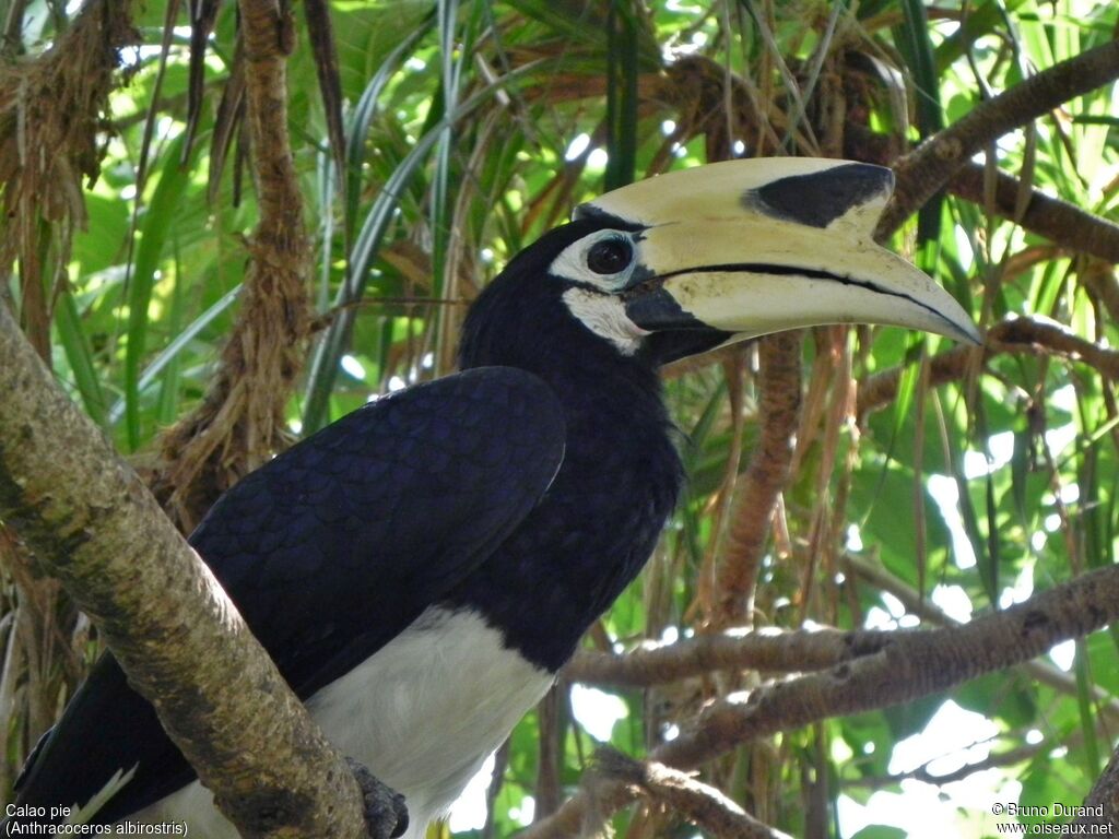 Oriental Pied Hornbill male adult, identification