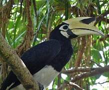 Oriental Pied Hornbill