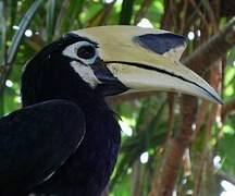 Oriental Pied Hornbill