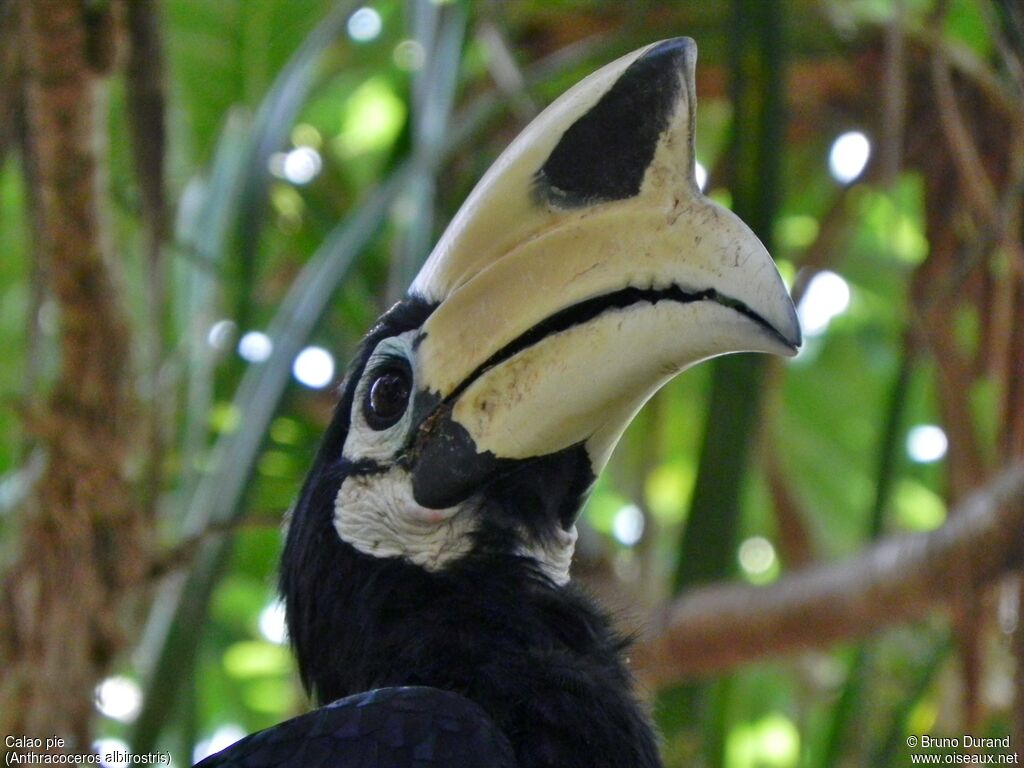 Oriental Pied Hornbill male adult, identification