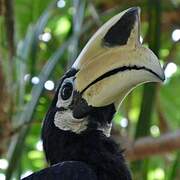 Oriental Pied Hornbill