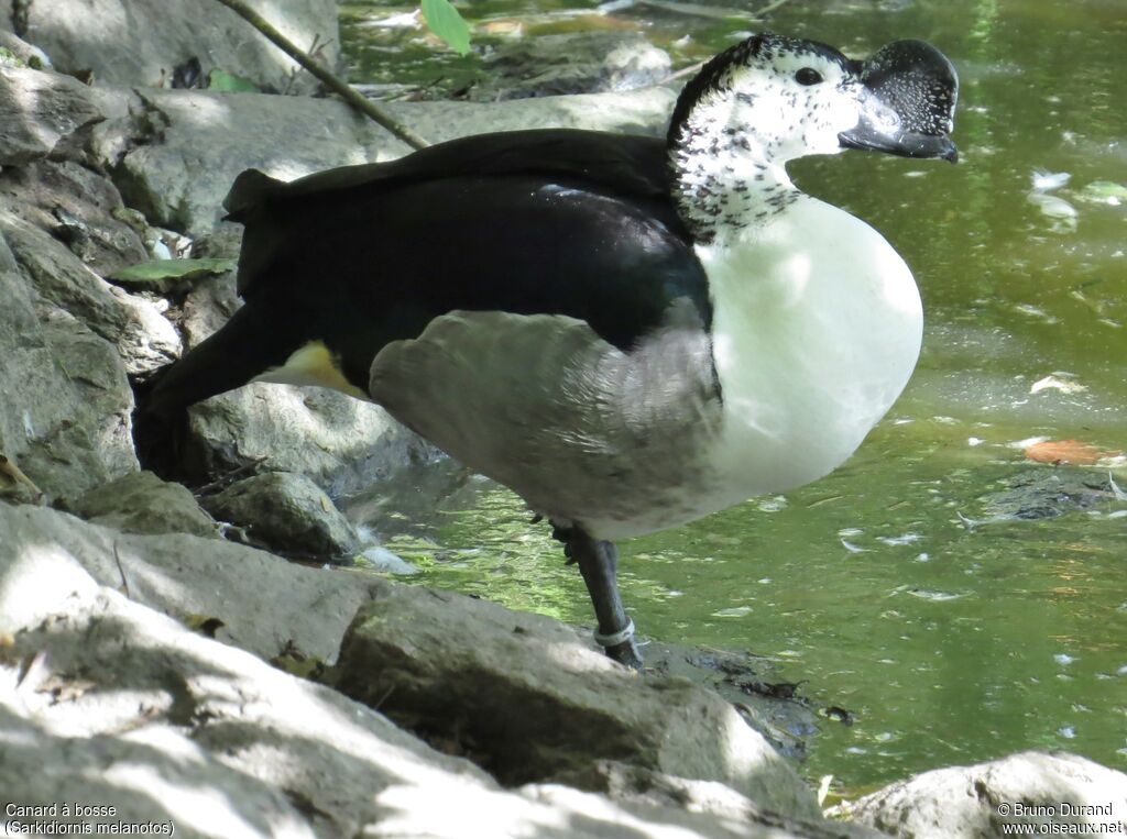 Knob-billed Duck male, identification