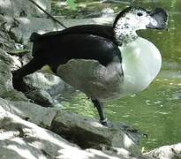 Canard à bosse