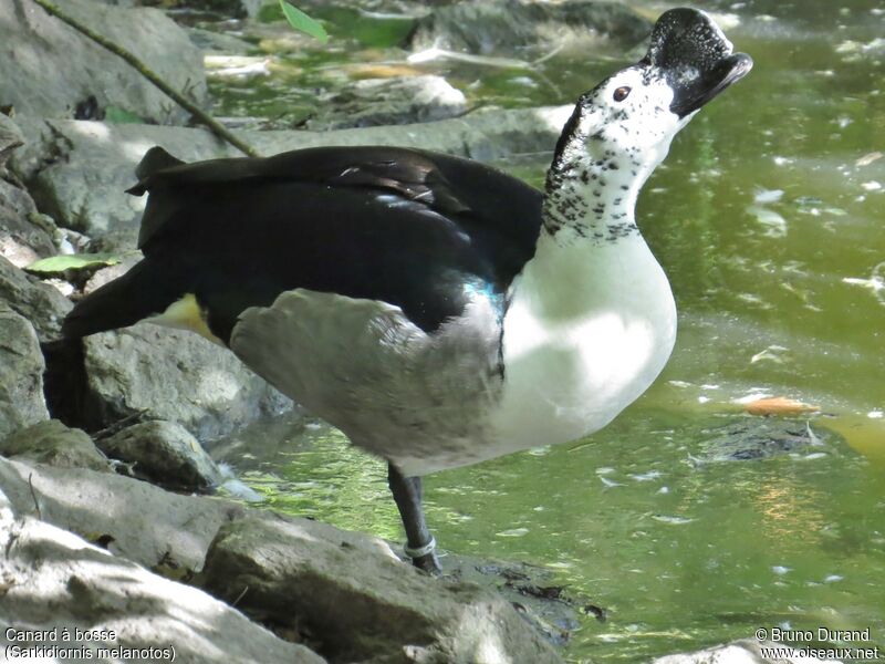 Knob-billed Duck male, identification, Behaviour