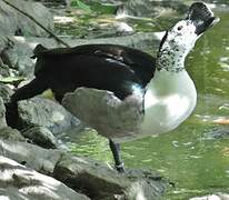 Canard à bosse