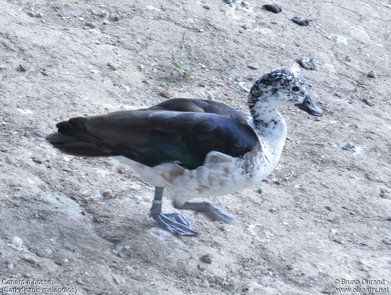 Knob-billed Duck female, identification