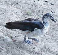 Canard à bosse