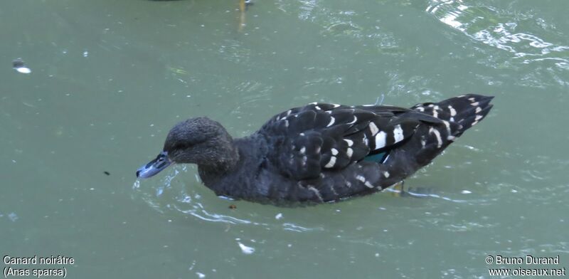 African Black Duck, identification