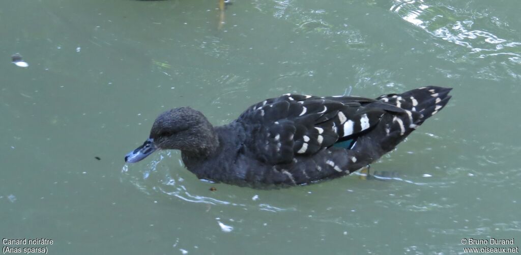 Canard noirâtre, identification