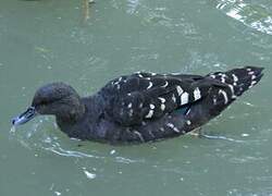Canard noirâtre