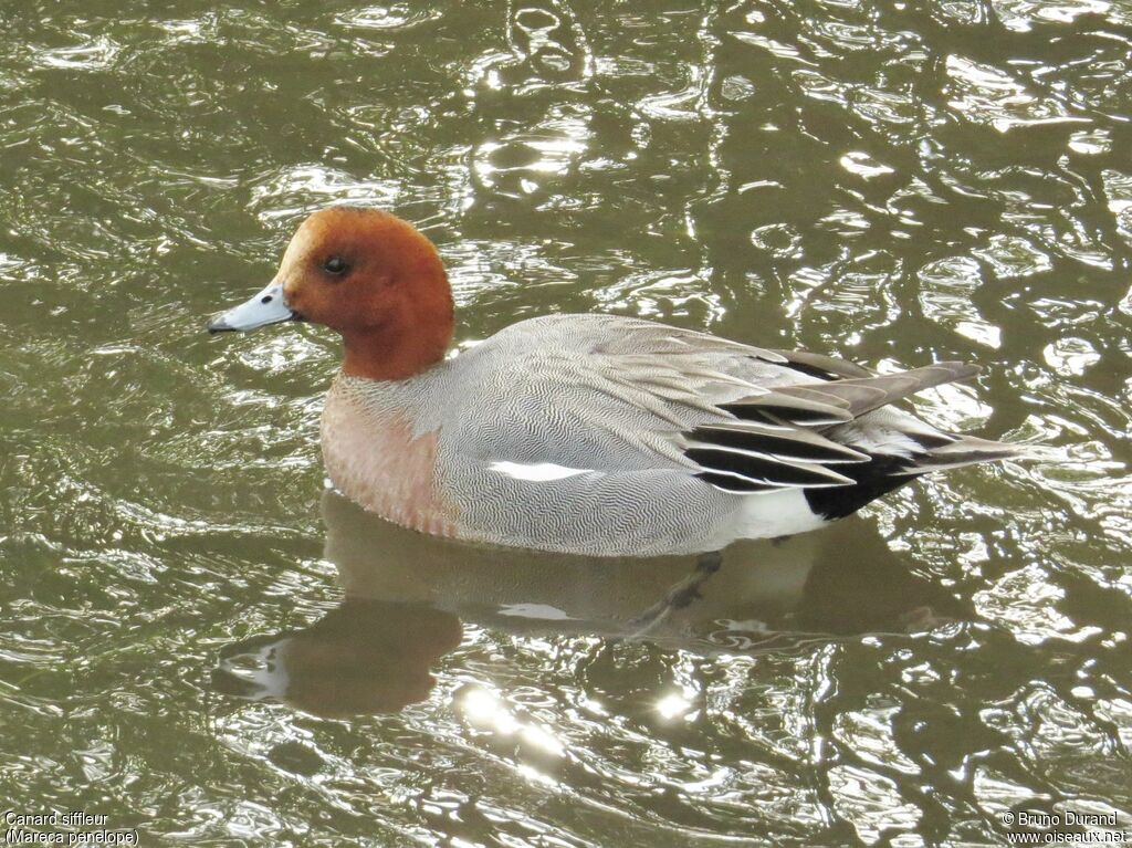 Canard siffleur mâle, identification