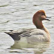 Eurasian Wigeon