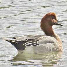 Canard siffleur