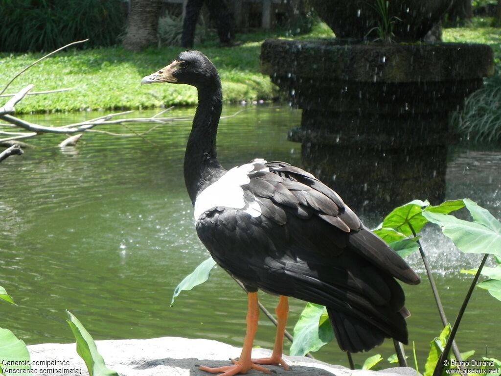 Magpie Gooseadult, identification