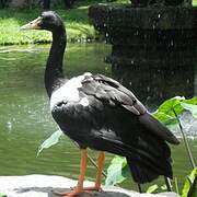 Magpie Goose