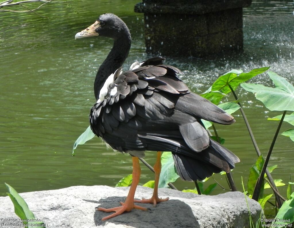 Magpie Gooseadult, identification, Behaviour