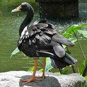 Magpie Goose