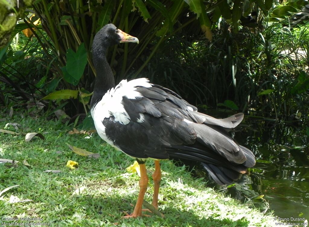 Canaroie semipalméeadulte, identification