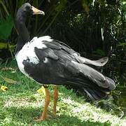 Magpie Goose