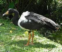 Magpie Goose