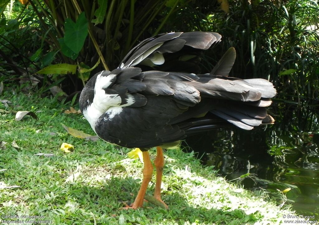 Magpie Goose