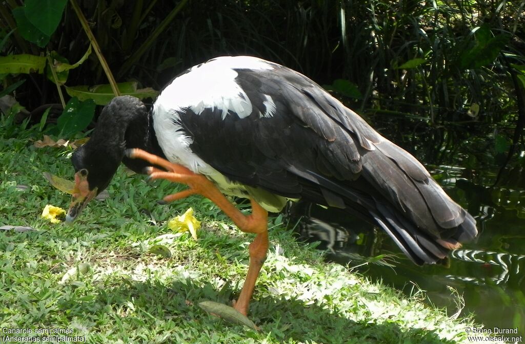 Magpie Gooseadult, identification, Behaviour