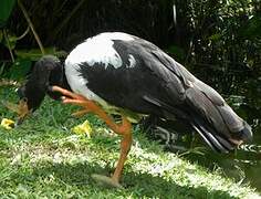 Magpie Goose