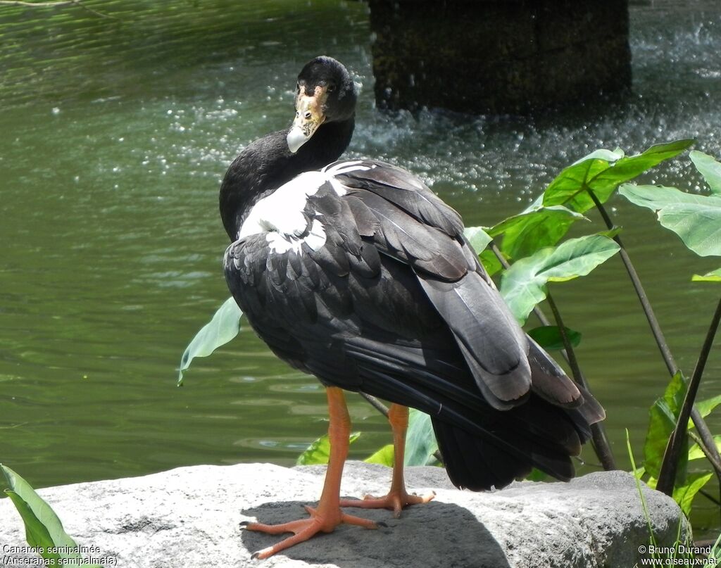 Magpie Gooseadult, identification, Behaviour