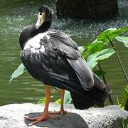 Magpie Goose