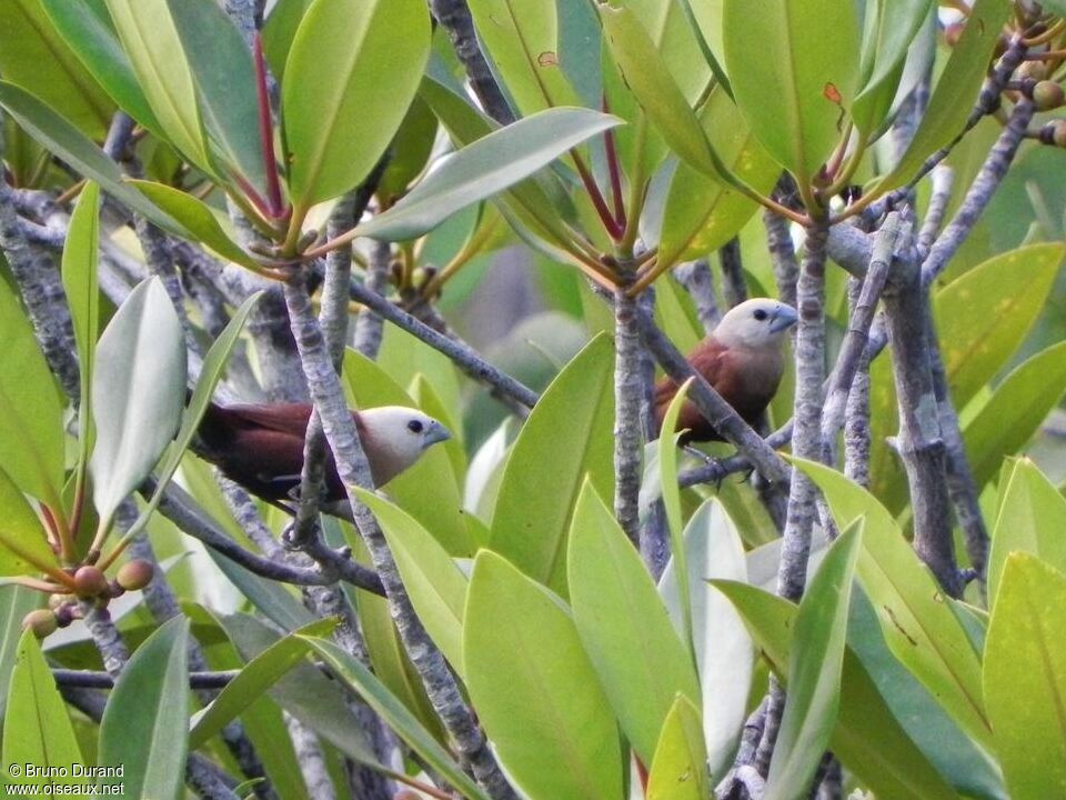 White-headed Munia