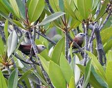 White-headed Munia