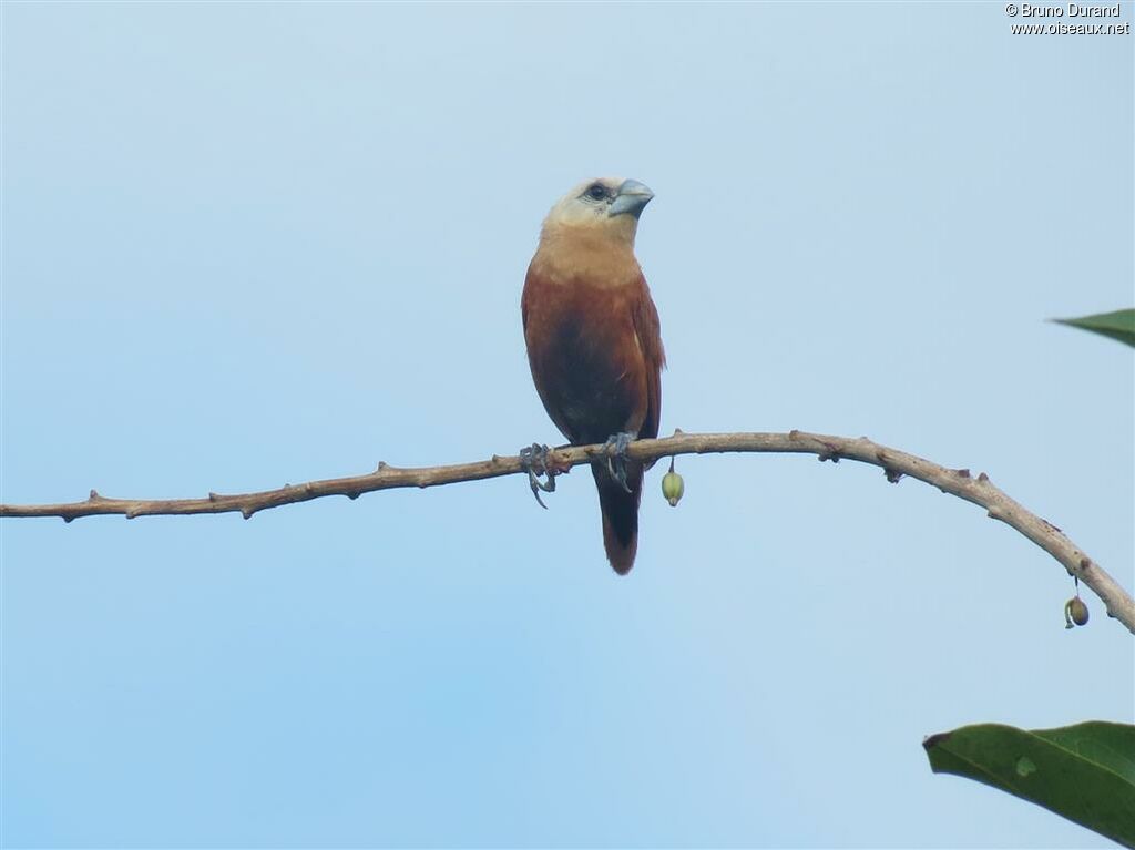 White-headed Muniaadult, Behaviour