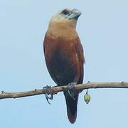 White-headed Munia