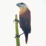 White-headed Munia