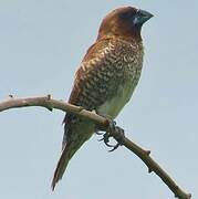 Scaly-breasted Munia