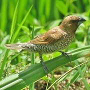 Scaly-breasted Munia