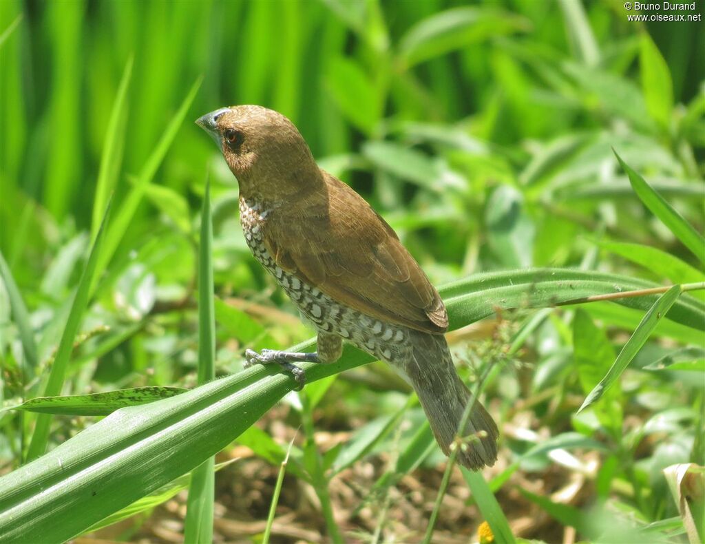 Scaly-breasted Muniaadult, identification, Behaviour