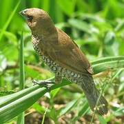 Scaly-breasted Munia