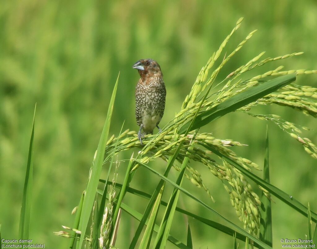 Capucin damieradulte, identification, régime, Comportement