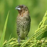 Scaly-breasted Munia