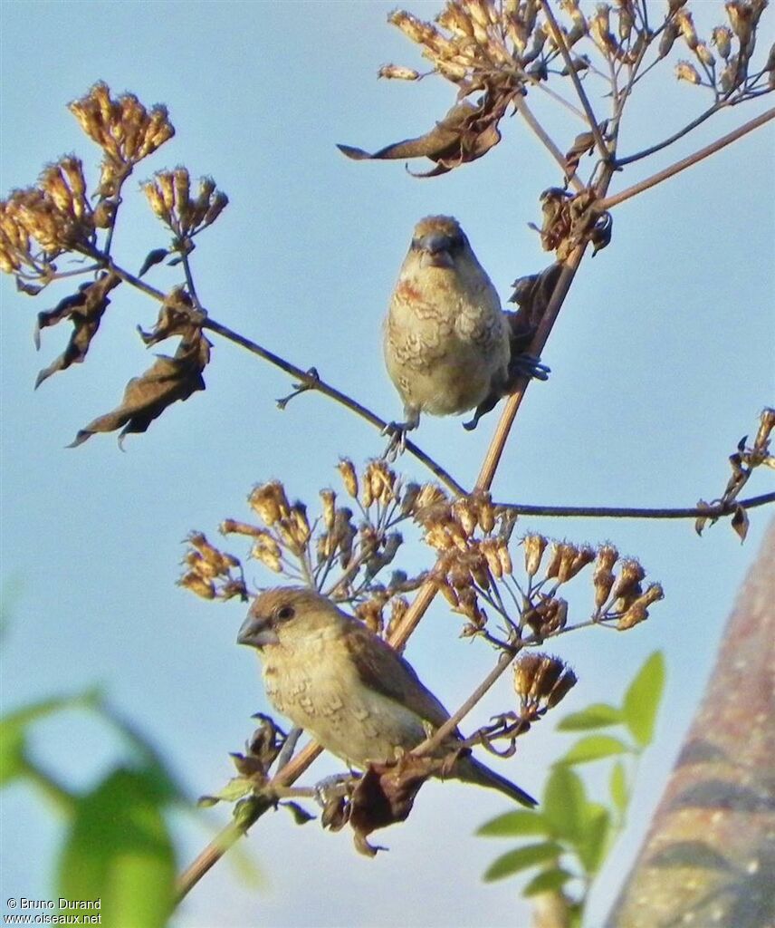 Scaly-breasted Muniajuvenile