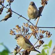 Scaly-breasted Munia