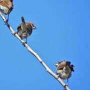 Scaly-breasted Munia