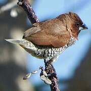 Scaly-breasted Munia