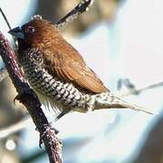 Scaly-breasted Munia