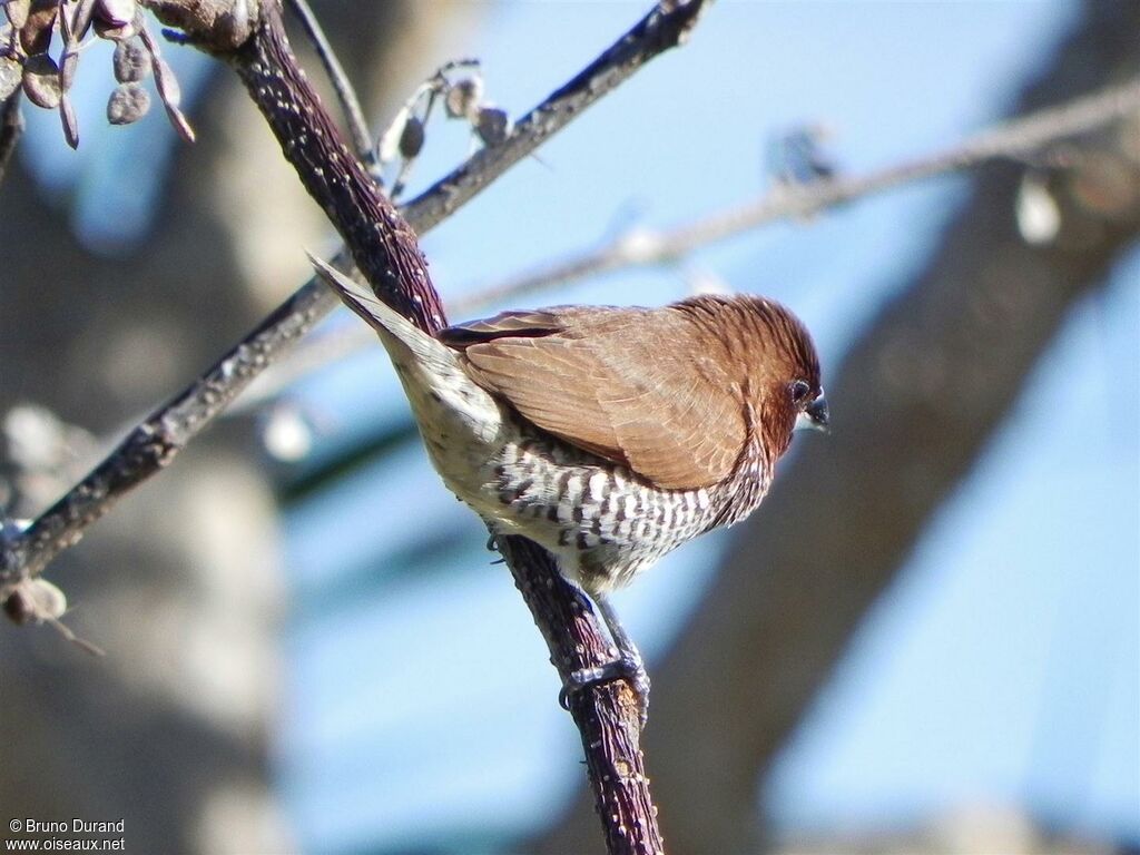 Scaly-breasted Muniaadult