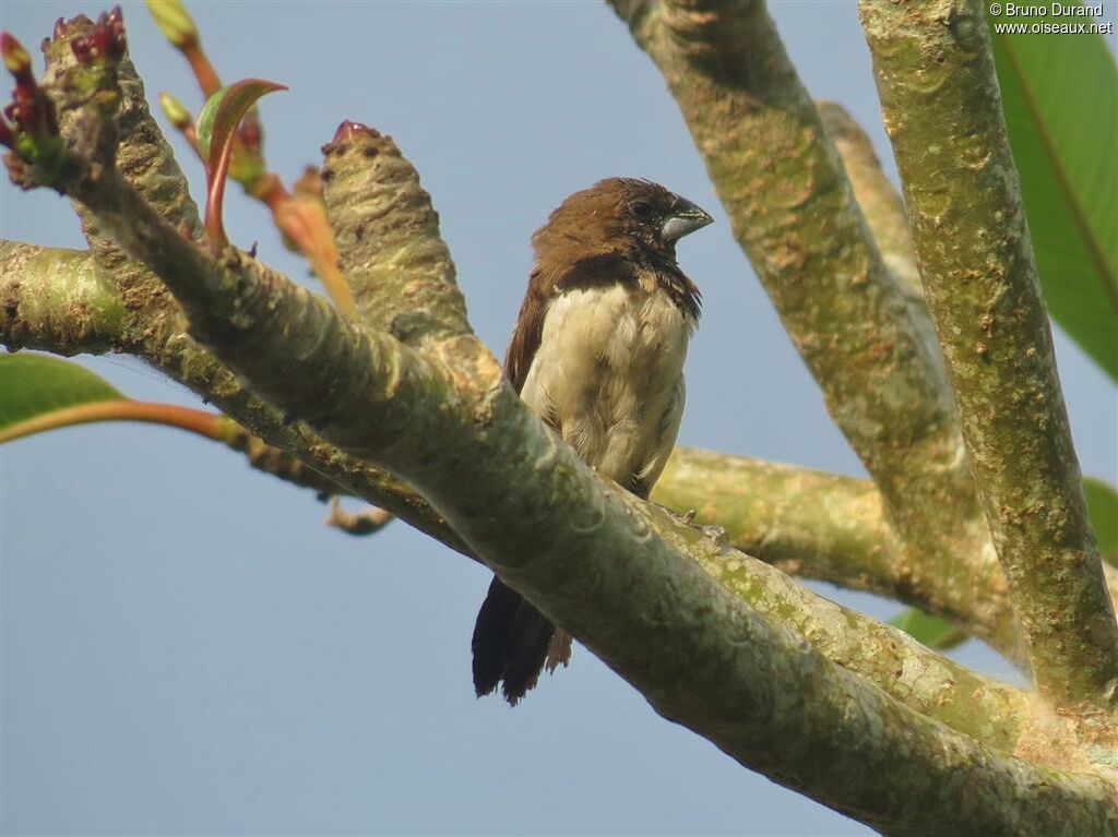 Javan Muniaadult, identification, Behaviour