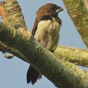 Javan Munia