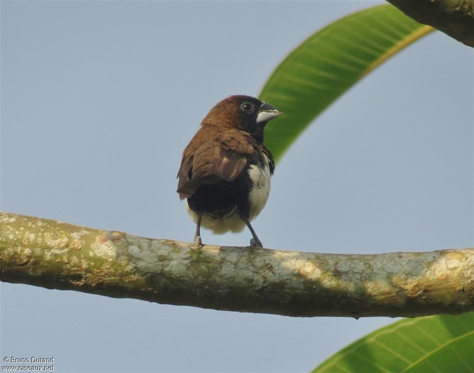 Javan Muniaadult, identification, Behaviour